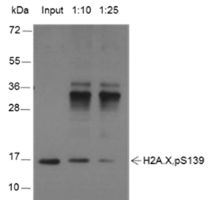 Anti-Phospho-Histone H2A.X (Ser139) Mouse mAb