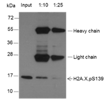 Anti-Phospho-Histone H2A.X (Ser139) Mouse mAb