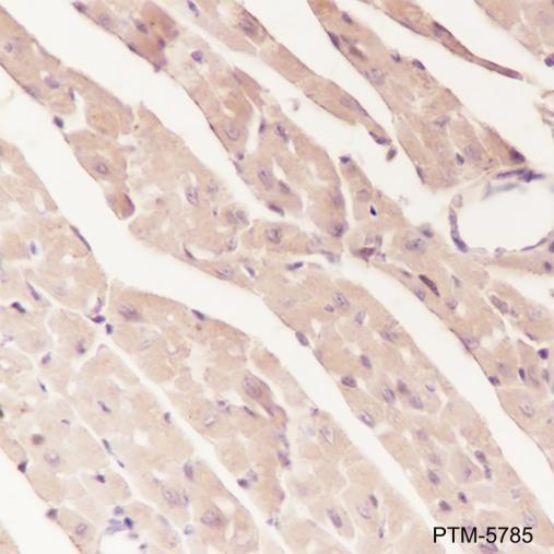 Anti-alpha Actinin 2 Mouse mAb