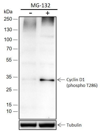 Anti-Phospho-Cyclin D1 (Thr286) Rabbit mAb