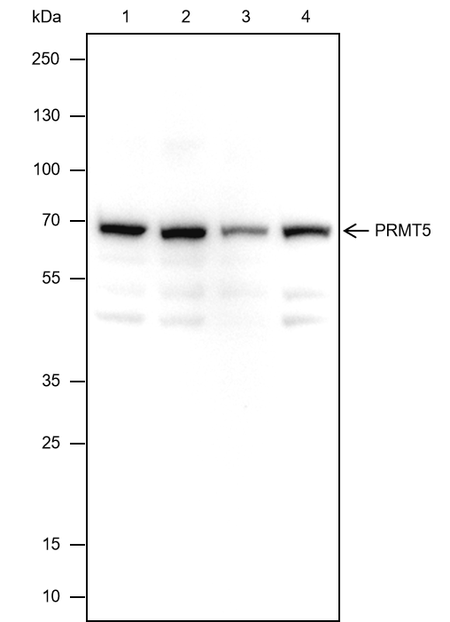 Anti-PRMT5 Rabbit mAb