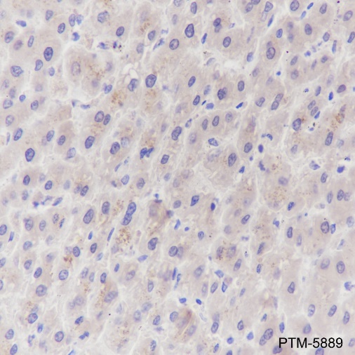 Anti-PRMT5 Rabbit mAb