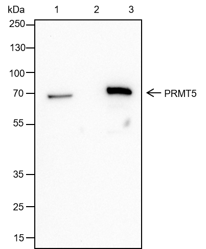Anti-PRMT5 Rabbit mAb
