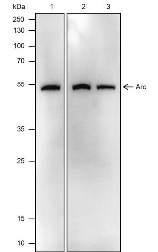 Anti-Arc Mouse mAb