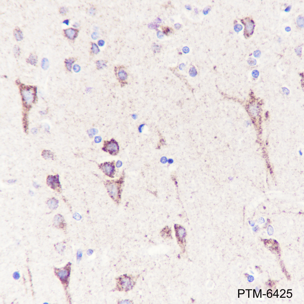 Anti-Arc Mouse mAb