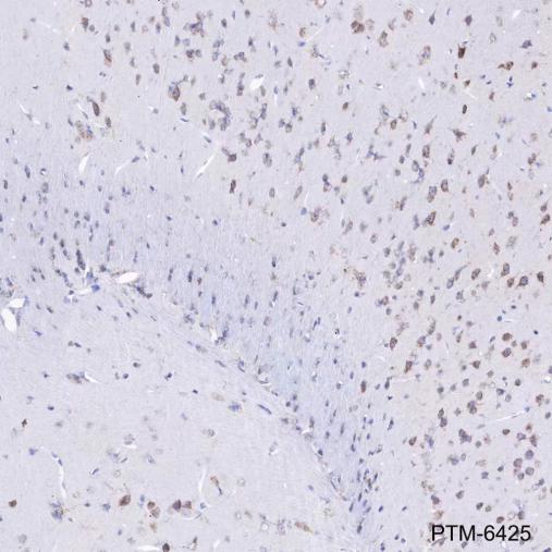 Anti-Arc Mouse mAb