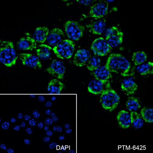 Anti-Arc Mouse mAb