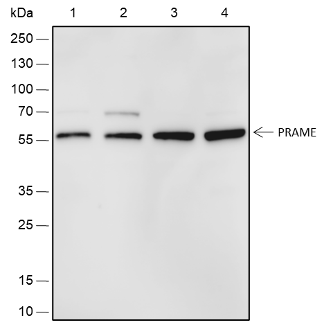 Anti-PRAME Rabbit mAb