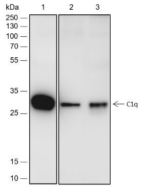 Anti-C1q Rabbit mAb