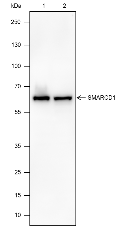 Anti-SMARCD1 Rabbit mAb