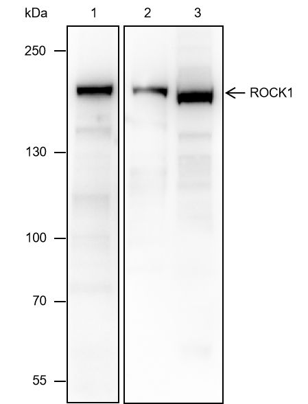 Anti-ROCK1 Mouse mAb