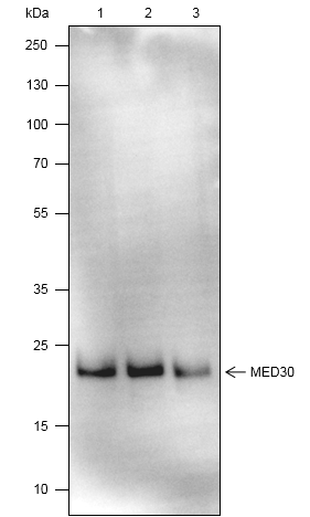 Anti-MED30 Mouse mAb