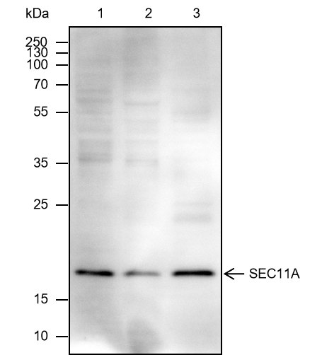 Anti-SEC11A Mouse mAb