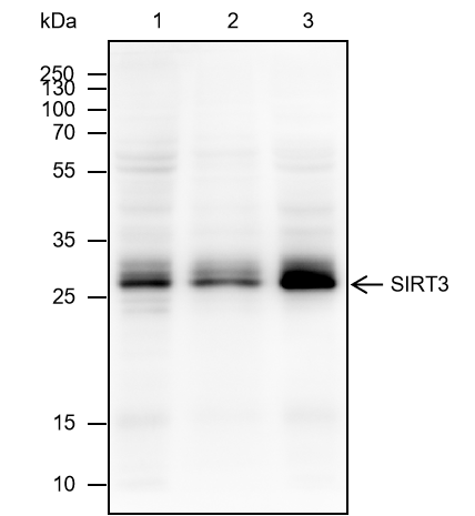 Anti-SIRT3 Rabbit mAb