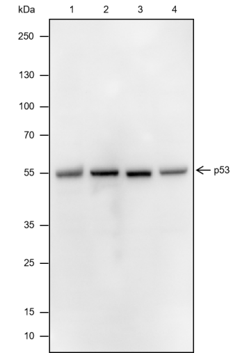 Anti-p53 Mouse mAb