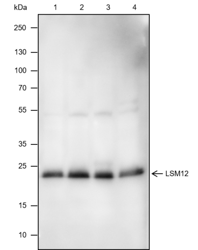 Anti-LSM12 Mouse mAb