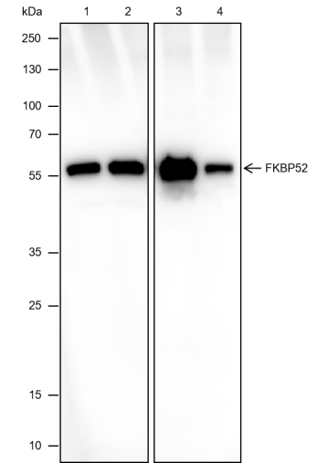 Anti-FKBP52 Rabbit mAb