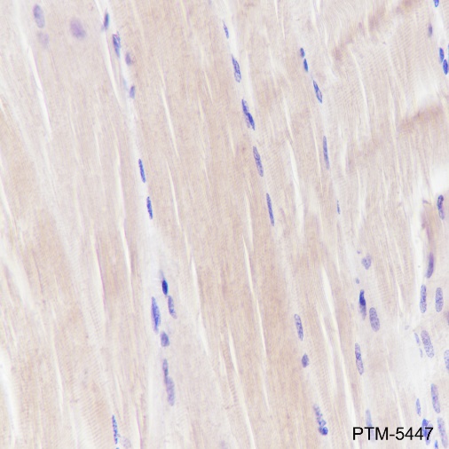 Anti-Pan-Actin Rabbit mAb