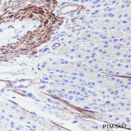 Anti-Pan-Actin Rabbit mAb