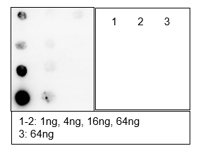 Anti-Malonyl-Histone H3 (Lys122) Rabbit mAb