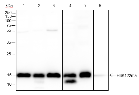 Anti-Malonyl-Histone H3 (Lys122) Rabbit mAb