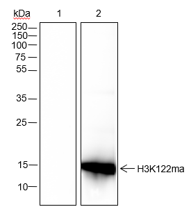 Anti-Malonyl-Histone H3 (Lys122) Rabbit mAb