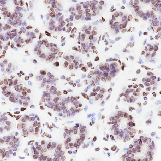 Anti-Malonyl-Histone H3 (Lys122) Rabbit mAb