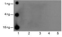 Anti-Acetyl-Histone H2B (Lys20) Mouse mAb