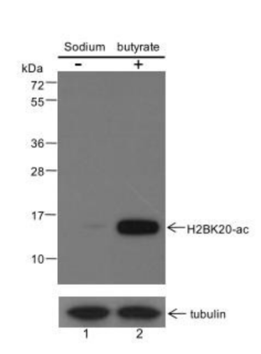 Anti-Acetyl-Histone H2B (Lys20) Mouse mAb