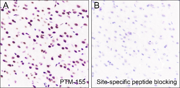 Anti-Acetyl-Histone H2B (Lys20) Mouse mAb