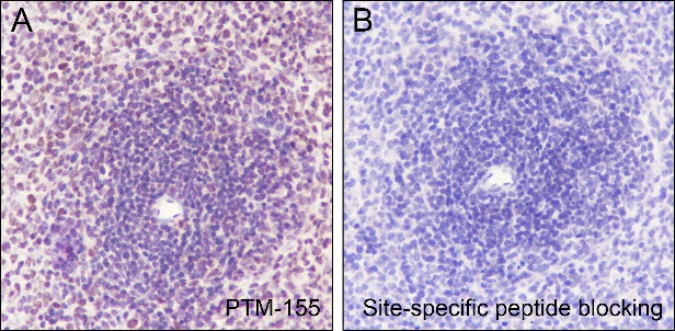 Anti-Acetyl-Histone H2B (Lys20) Mouse mAb