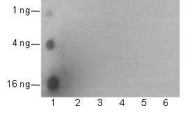 Anti-Succinyl-Histone H3 (Lys14) Mouse mAb