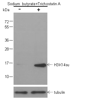 Anti-Succinyl-Histone H3 (Lys14) Mouse mAb