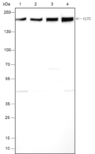 Anti-Clathrin Heavy Chain Mouse mAb