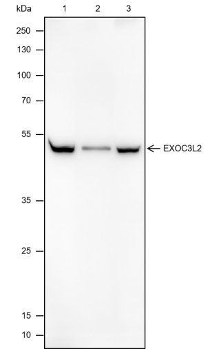 Anti-EXOC3L2 Mouse mAb