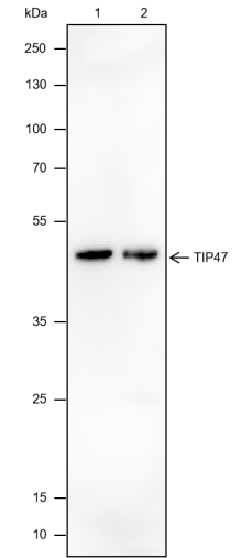 Anti-TIP47 Mouse mAb