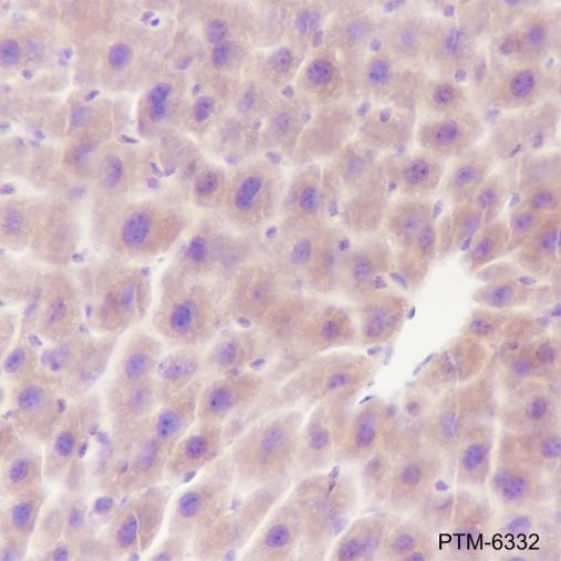 Anti-TIP47 Mouse mAb