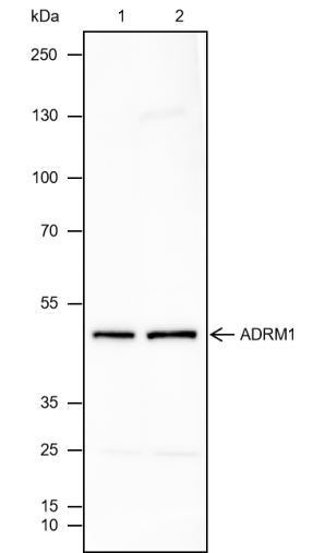 Anti-ADRM1 Mouse mAb
