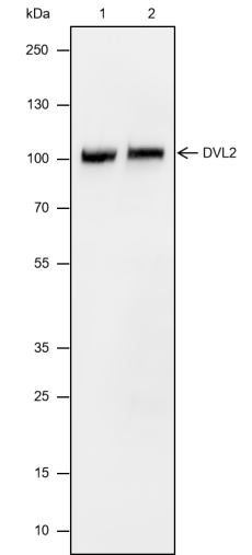 Anti-DVL2 Mouse mAb