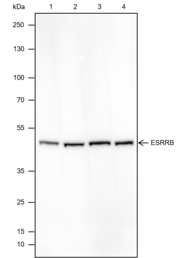 Anti-ESRRB Mouse mAb