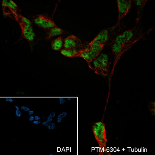 Anti-ESRRB Mouse mAb