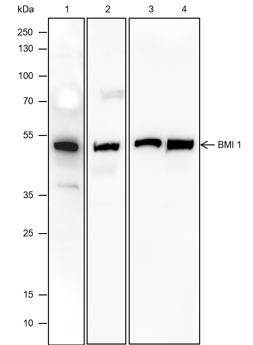 Anti-BMI1 Mouse mAb