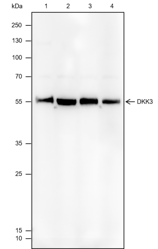 Anti-DKK3 Mouse mAb