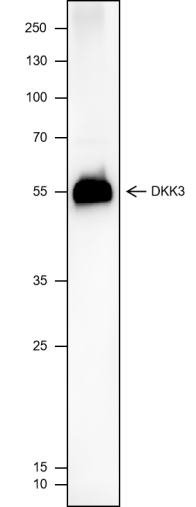 Anti-DKK3 Mouse mAb