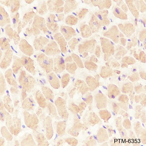 Anti-DKK3 Mouse mAb