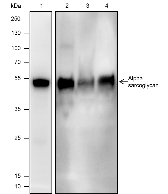 Anti-alpha Sarcoglycan Mouse mAb
