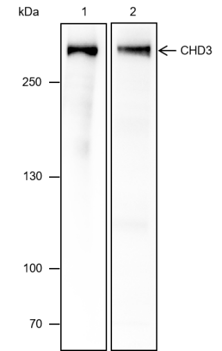 Anti-CHD3 Rabbit mAb