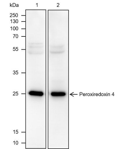 Anti-PRDX4 Mouse mAb