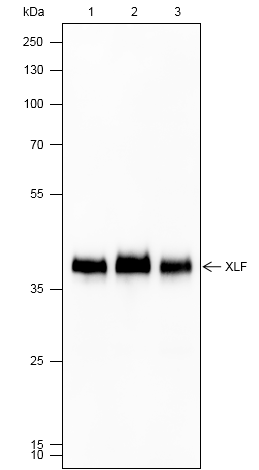 Anti-XLF Mouse mAb
