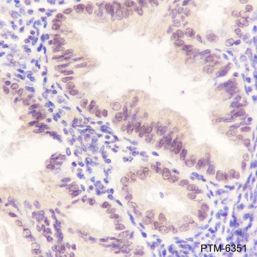 Anti-XLF Mouse mAb